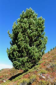 Die Zirbe – auch „Königin der Alpen“ genannt